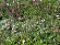 BLOEM08604 Bloemenmengsel Bodembedekkende bloemen - 250 gr Dit 